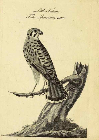 Reproducción/Reproduction 49522362123: A catalogue of the animals of North America :. London :Sold by B. White ...,1771.. 