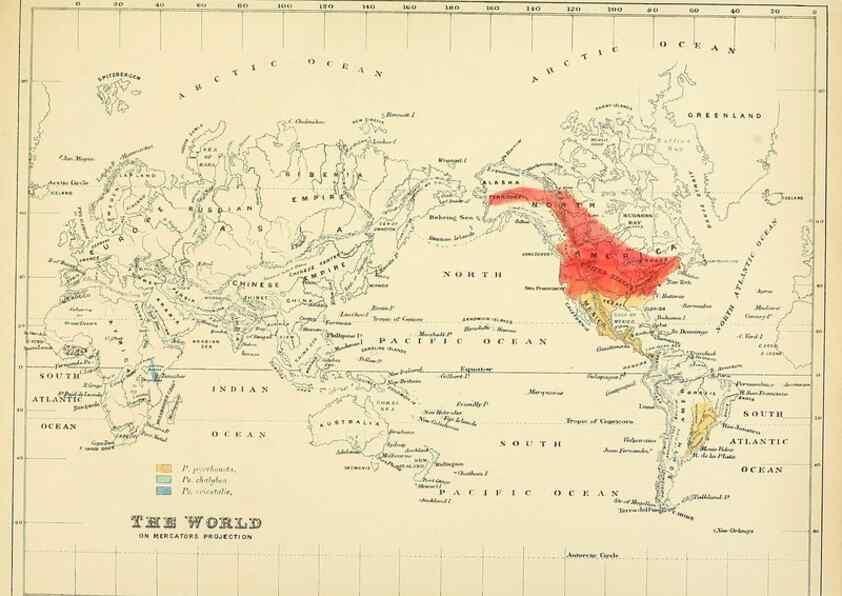 Reproducción/Reproduction 49522866097: A monograph of the Hirundinidae or family of swallows. London :Henry Sotheran & Co.,1885-1894.. 