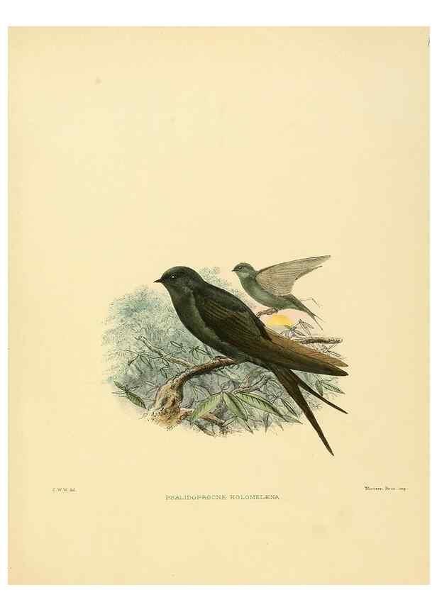 Reproducción/Reproduction 49522128603: A monograph of the Hirundinidae or family of swallows. London :Henry Sotheran & Co.,1885-1894.. 