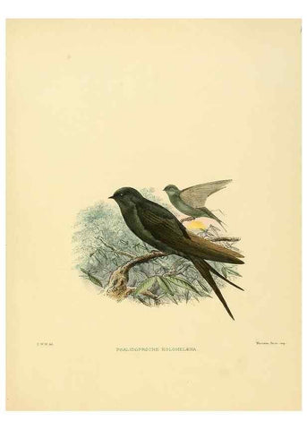Reproducción/Reproduction 49522128603: A monograph of the Hirundinidae or family of swallows. London :Henry Sotheran & Co.,1885-1894.. 