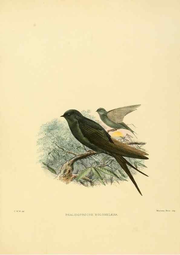 Reproducción/Reproduction 49522128603: A monograph of the Hirundinidae or family of swallows. London :Henry Sotheran & Co.,1885-1894.. 