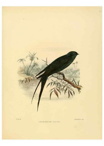 Reproducción/Reproduction 49522648876: A monograph of the Hirundinidae or family of swallows. London :Henry Sotheran & Co.,1885-1894.. 