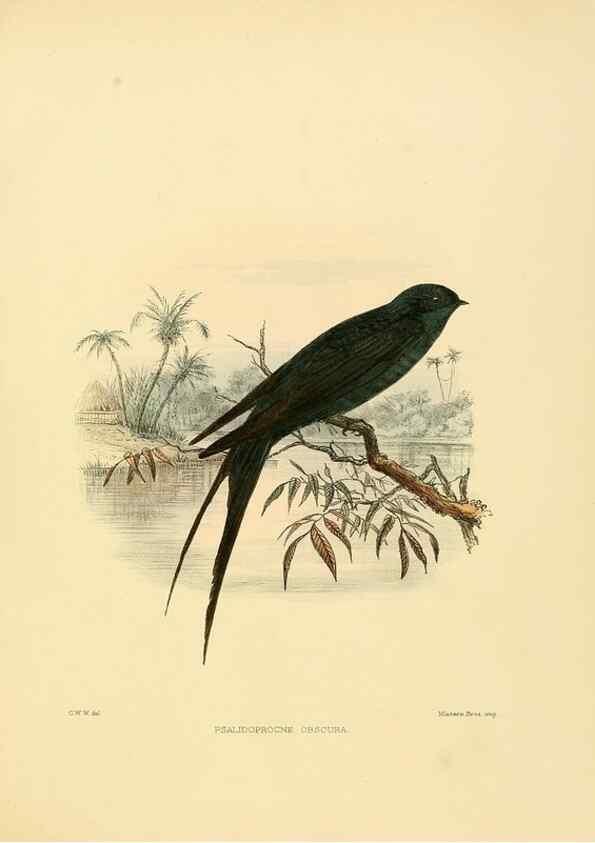 Reproducción/Reproduction 49522648876: A monograph of the Hirundinidae or family of swallows. London :Henry Sotheran & Co.,1885-1894.. 