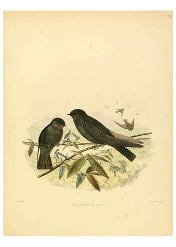 Reproducción/Reproduction 49522649106: A monograph of the Hirundinidae or family of swallows. London :Henry Sotheran & Co.,1885-1894.. 