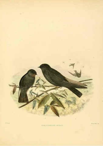 Reproducción/Reproduction 49522649106: A monograph of the Hirundinidae or family of swallows. London :Henry Sotheran & Co.,1885-1894.. 