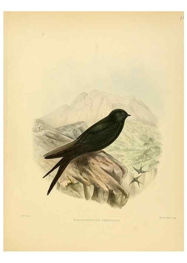 Reproducción/Reproduction 49522649331: A monograph of the Hirundinidae or family of swallows. London :Henry Sotheran & Co.,1885-1894.. 