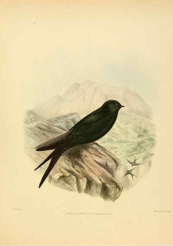 Reproducción/Reproduction 49522649331: A monograph of the Hirundinidae or family of swallows. London :Henry Sotheran & Co.,1885-1894.. 