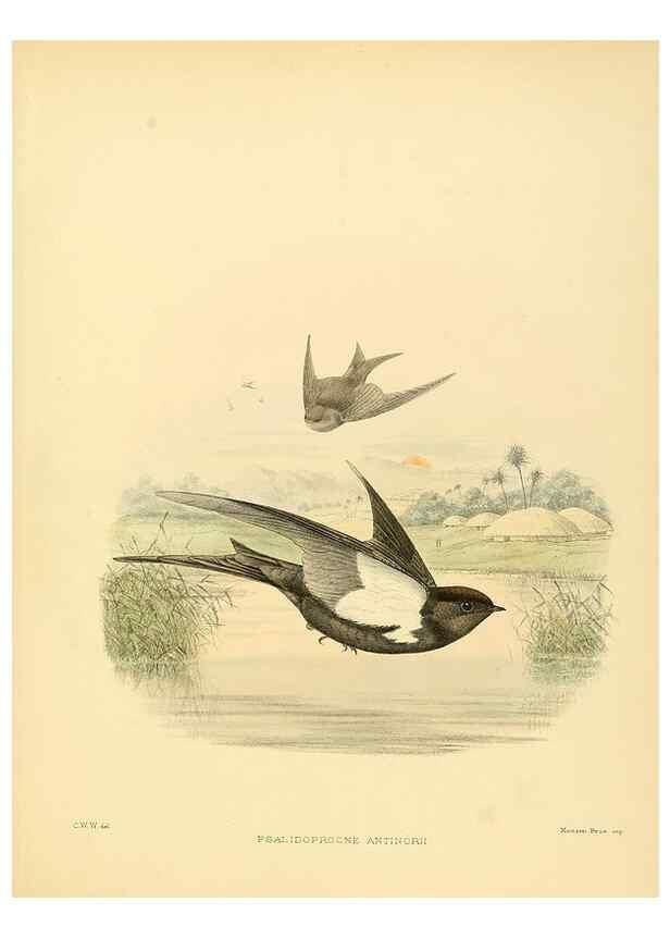 Reproducción/Reproduction 49522867357: A monograph of the Hirundinidae or family of swallows. London :Henry Sotheran & Co.,1885-1894.. 