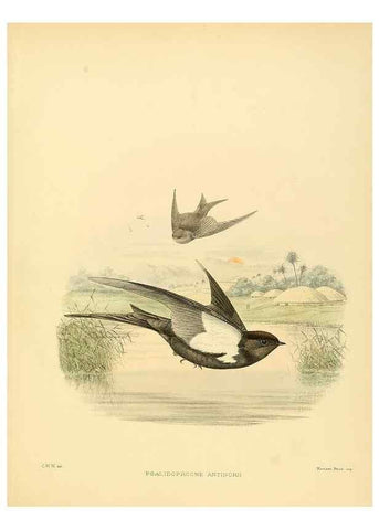 Reproducción/Reproduction 49522867357: A monograph of the Hirundinidae or family of swallows. London :Henry Sotheran & Co.,1885-1894.. 