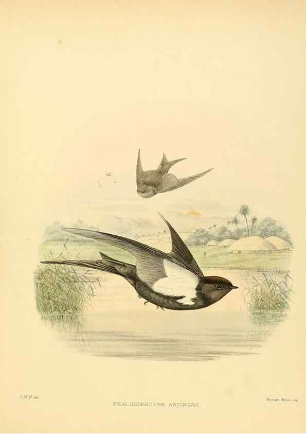 Reproducción/Reproduction 49522867357: A monograph of the Hirundinidae or family of swallows. London :Henry Sotheran & Co.,1885-1894.. 