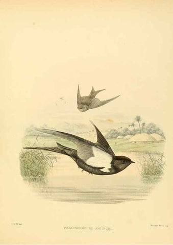 Reproducción/Reproduction 49522867357: A monograph of the Hirundinidae or family of swallows. London :Henry Sotheran & Co.,1885-1894.. 