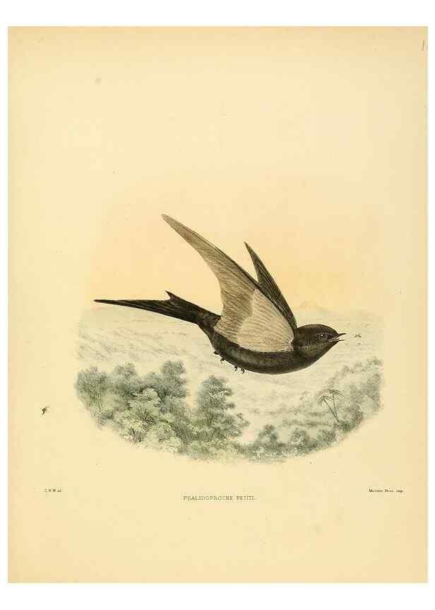 Reproducción/Reproduction 49522129813: A monograph of the Hirundinidae or family of swallows. London :Henry Sotheran & Co.,1885-1894.. 