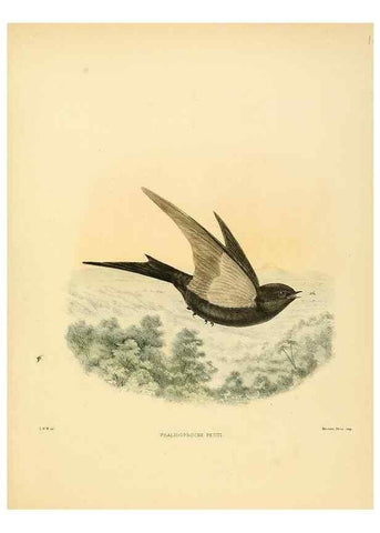 Reproducción/Reproduction 49522129813: A monograph of the Hirundinidae or family of swallows. London :Henry Sotheran & Co.,1885-1894.. 
