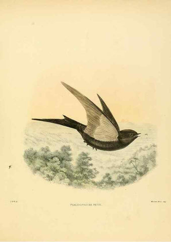 Reproducción/Reproduction 49522129813: A monograph of the Hirundinidae or family of swallows. London :Henry Sotheran & Co.,1885-1894.. 
