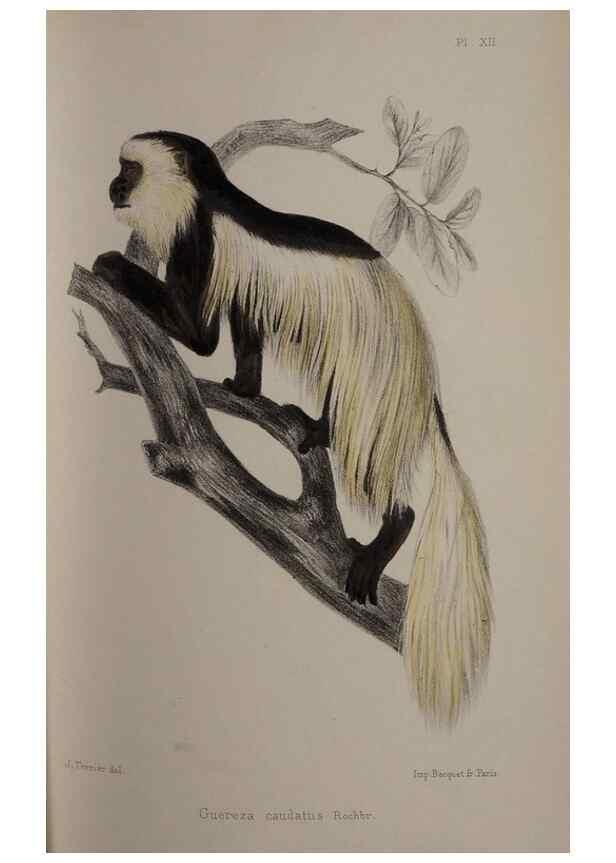 Reproducción/Reproduction 49525614902: Faune de la Sénégambie. Paris :O. Doin,1883-1887.. 
