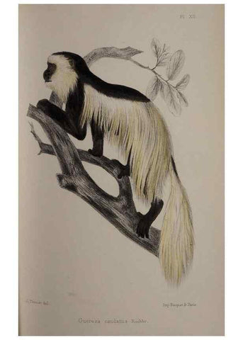 Reproducción/Reproduction 49525614902: Faune de la Sénégambie. Paris :O. Doin,1883-1887.. 