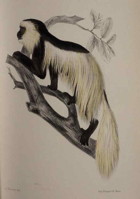 Reproducción/Reproduction 49525614902: Faune de la Sénégambie. Paris :O. Doin,1883-1887.. 