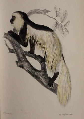 Reproducción/Reproduction 49525614902: Faune de la Sénégambie. Paris :O. Doin,1883-1887.. 