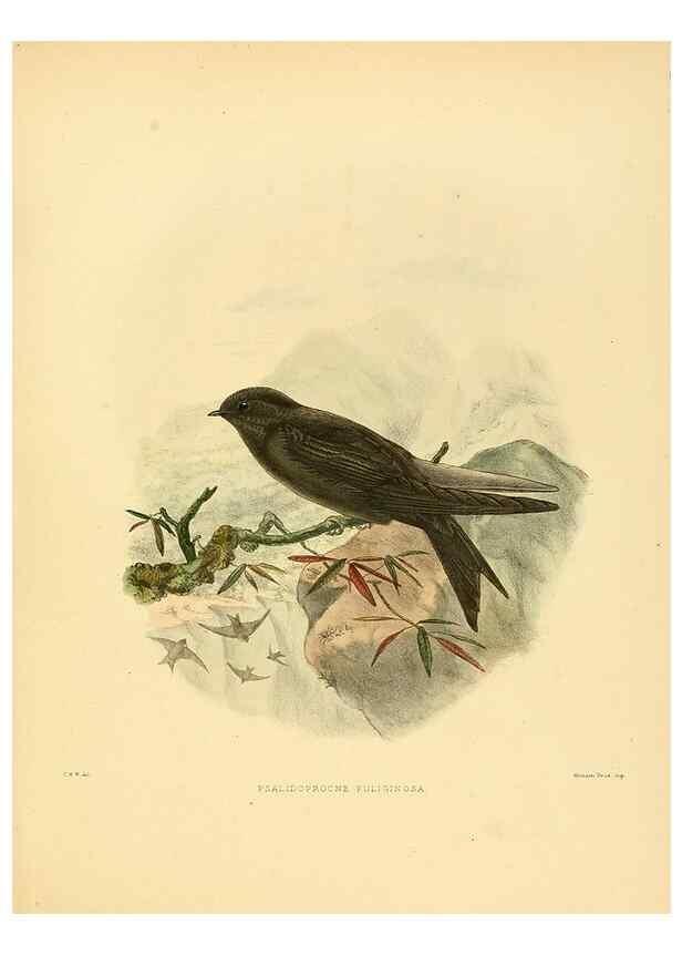 Reproducción/Reproduction 49522130103: A monograph of the Hirundinidae or family of swallows. London :Henry Sotheran & Co.,1885-1894.. 
