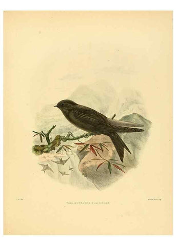Reproducción/Reproduction 49522130103: A monograph of the Hirundinidae or family of swallows. London :Henry Sotheran & Co.,1885-1894.. 