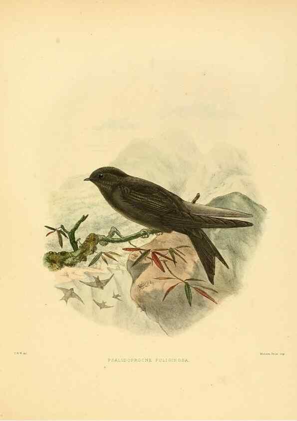 Reproducción/Reproduction 49522130103: A monograph of the Hirundinidae or family of swallows. London :Henry Sotheran & Co.,1885-1894.. 