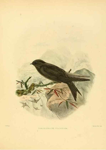 Reproducción/Reproduction 49522130103: A monograph of the Hirundinidae or family of swallows. London :Henry Sotheran & Co.,1885-1894.. 