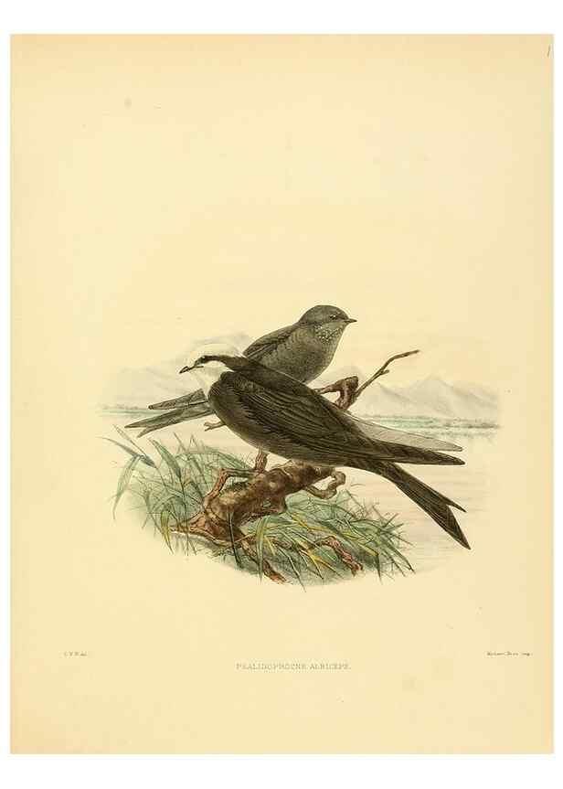 Reproducción/Reproduction 49522650666: A monograph of the Hirundinidae or family of swallows. London :Henry Sotheran & Co.,1885-1894.. 