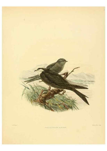 Reproducción/Reproduction 49522650666: A monograph of the Hirundinidae or family of swallows. London :Henry Sotheran & Co.,1885-1894.. 