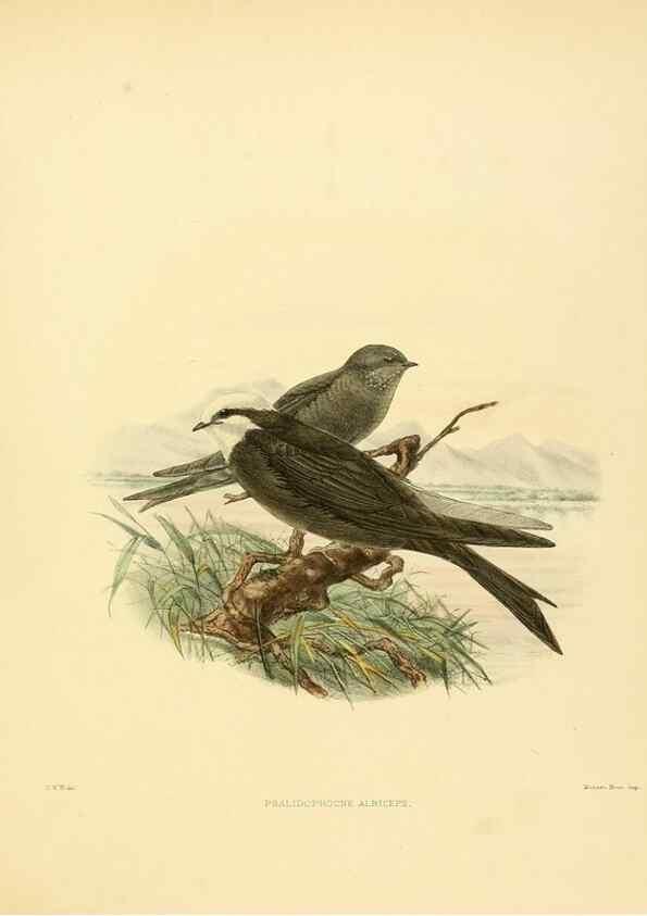 Reproducción/Reproduction 49522650666: A monograph of the Hirundinidae or family of swallows. London :Henry Sotheran & Co.,1885-1894.. 