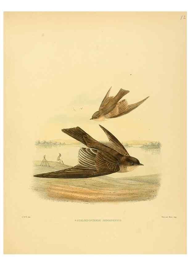 Reproducción/Reproduction 49522131318: A monograph of the Hirundinidae or family of swallows. London :Henry Sotheran & Co.,1885-1894.. 