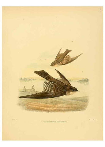 Reproducción/Reproduction 49522131318: A monograph of the Hirundinidae or family of swallows. London :Henry Sotheran & Co.,1885-1894.. 