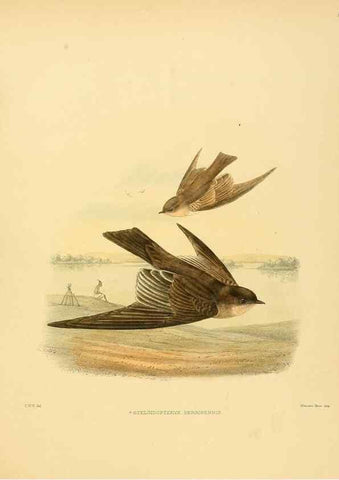Reproducción/Reproduction 49522131318: A monograph of the Hirundinidae or family of swallows. London :Henry Sotheran & Co.,1885-1894.. 