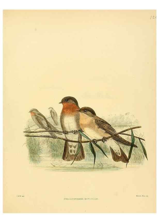 Reproducción/Reproduction 49522131543: A monograph of the Hirundinidae or family of swallows. London :Henry Sotheran & Co.,1885-1894.. 