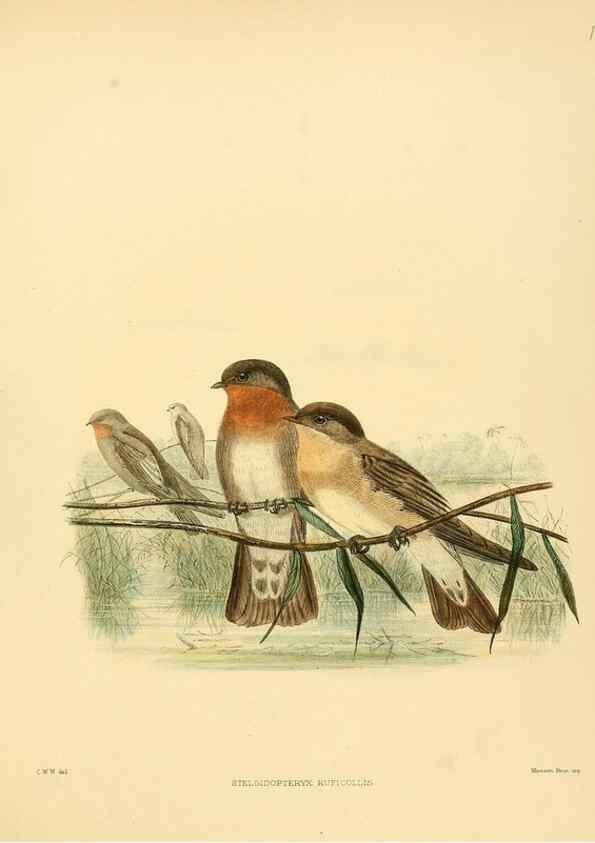 Reproducción/Reproduction 49522131543: A monograph of the Hirundinidae or family of swallows. London :Henry Sotheran & Co.,1885-1894.. 