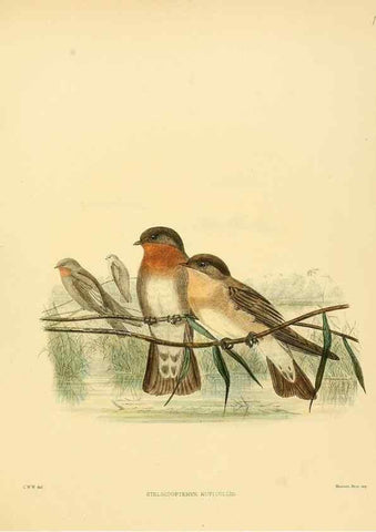 Reproducción/Reproduction 49522131543: A monograph of the Hirundinidae or family of swallows. London :Henry Sotheran & Co.,1885-1894.. 