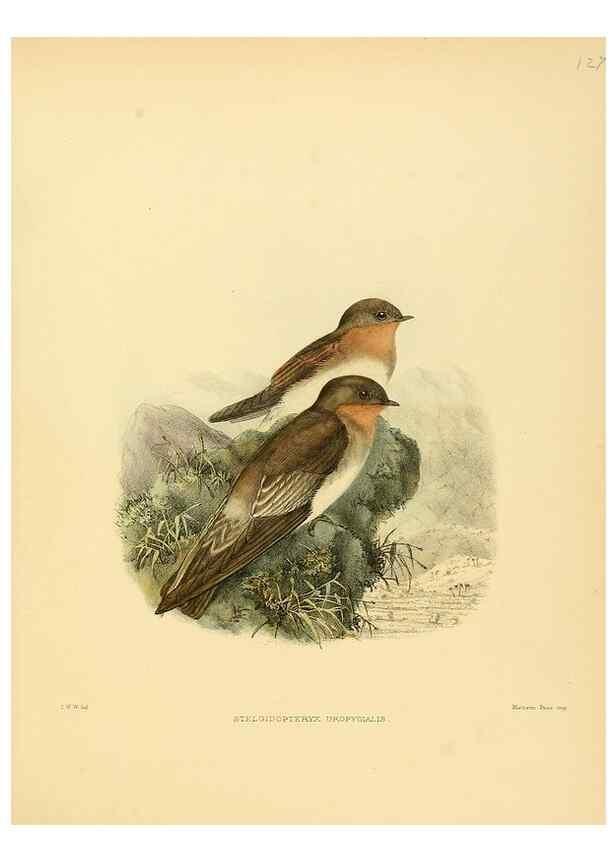 Reproducción/Reproduction 49522651906: A monograph of the Hirundinidae or family of swallows. London :Henry Sotheran & Co.,1885-1894.. 