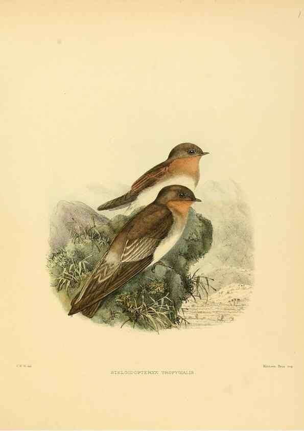 Reproducción/Reproduction 49522651906: A monograph of the Hirundinidae or family of swallows. London :Henry Sotheran & Co.,1885-1894.. 