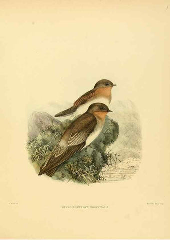 Reproducción/Reproduction 49522651906: A monograph of the Hirundinidae or family of swallows. London :Henry Sotheran & Co.,1885-1894.. 