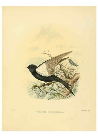 Reproducción/Reproduction 49522650386: A monograph of the Hirundinidae or family of swallows. London :Henry Sotheran & Co.,1885-1894.. 