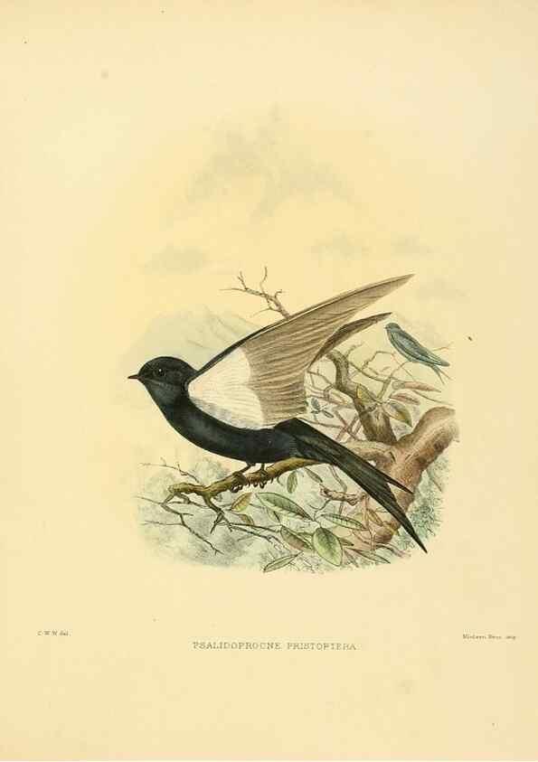 Reproducción/Reproduction 49522650386: A monograph of the Hirundinidae or family of swallows. London :Henry Sotheran & Co.,1885-1894.. 