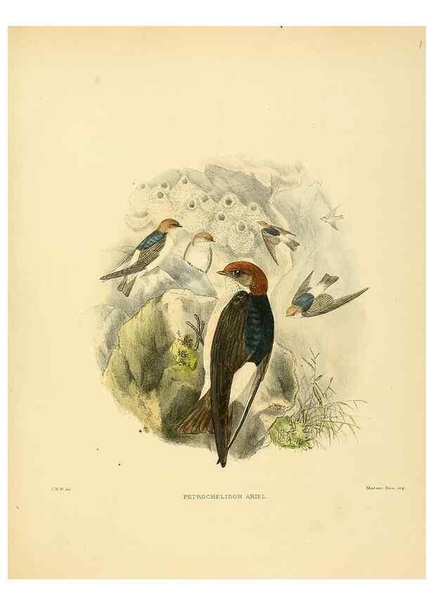Reproducción/Reproduction 49522128078: A monograph of the Hirundinidae or family of swallows. London :Henry Sotheran & Co.,1885-1894.. 