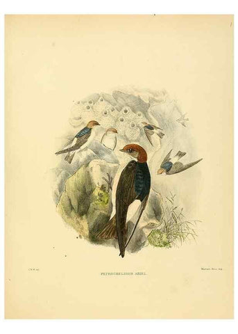 Reproducción/Reproduction 49522128078: A monograph of the Hirundinidae or family of swallows. London :Henry Sotheran & Co.,1885-1894.. 