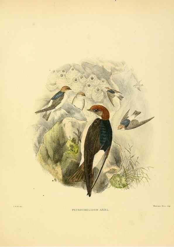 Reproducción/Reproduction 49522128078: A monograph of the Hirundinidae or family of swallows. London :Henry Sotheran & Co.,1885-1894.. 