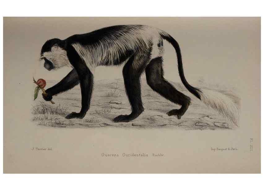 Reproducción/Reproduction 49525392351: Faune de la Sénégambie. Paris :O. Doin,1883-1887.. 