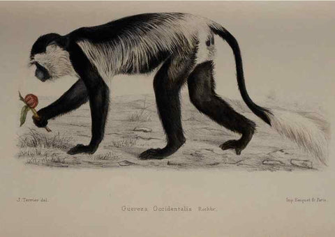 Reproducción/Reproduction 49525392351: Faune de la Sénégambie. Paris :O. Doin,1883-1887.. 