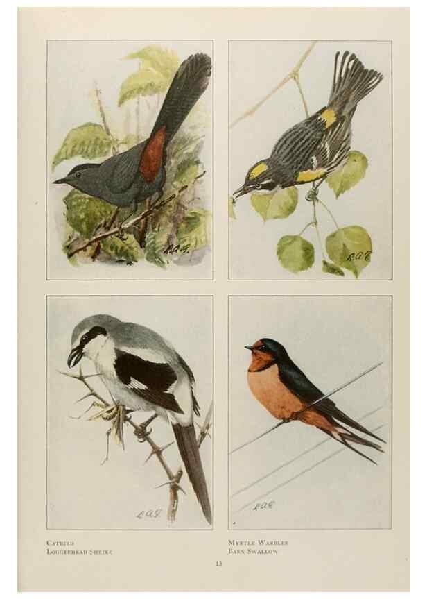 Reproducción/Reproduction 49526853932: The book of birds;. Washington, D.C.,National Geographic Society,1921.. 