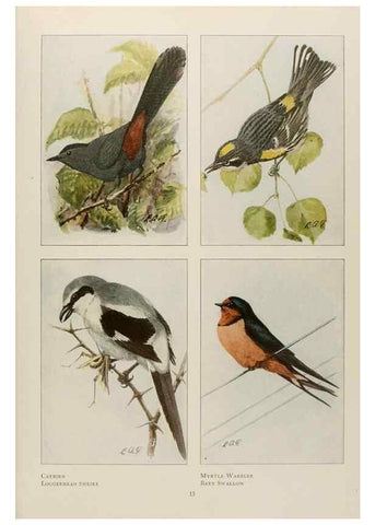 Reproducción/Reproduction 49526853932: The book of birds;. Washington, D.C.,National Geographic Society,1921.. 