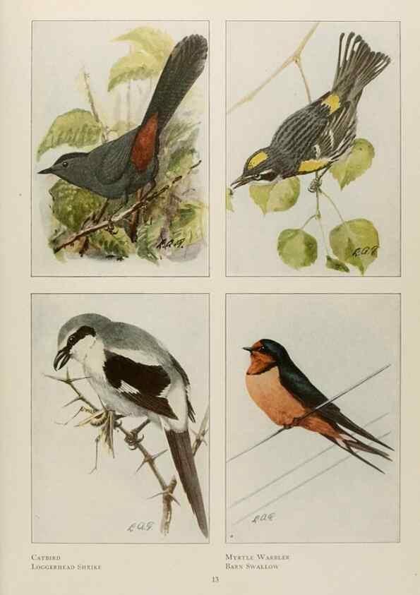 Reproducción/Reproduction 49526853932: The book of birds;. Washington, D.C.,National Geographic Society,1921.. 