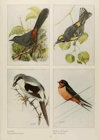 Reproducción/Reproduction 49526853932: The book of birds;. Washington, D.C.,National Geographic Society,1921.. 