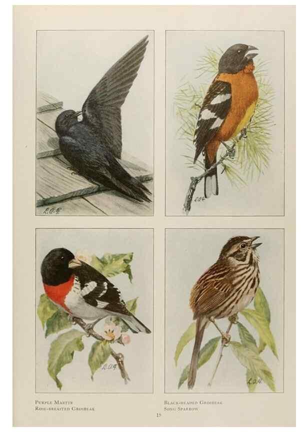 Reproducción/Reproduction 49526854197: The book of birds;. Washington, D.C.,National Geographic Society,1921.. 